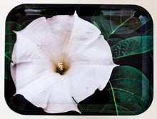 Load image into Gallery viewer, Tray - Datura (Moonflower)
